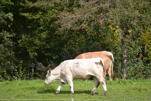 Two Cows Green Meadow — Stock Photo, Image