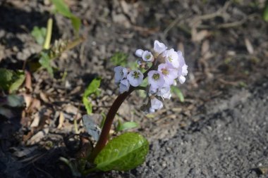 Yaprakları olan çok güzel bir çiçek.