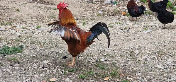 Muhteşem kahverengi tüyleri olan bir horoz