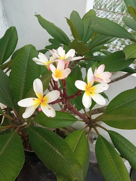 Krásná Mini Frangipani Květina Květináči — Stock fotografie