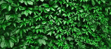 Green background from plant leaves texture. Banner with green plant leaves, nature concept