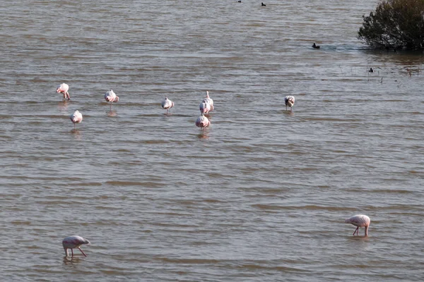 Ένα Όμορφο Ροζ Φλαμίνγκο Περπατά Μια Φυσική Λίμνη Και Ψάχνει — Φωτογραφία Αρχείου