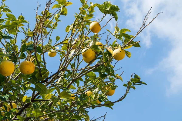 stock image Large, yellow grapefruits on a tree branch. Citrus season, grapefruit harvest