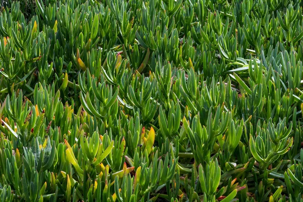 식물의 아름다운 카르포 질감을 식물의 — 스톡 사진