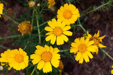 Baharda güzel sarı çiçekler kapanıyor. Yumuşak odak.