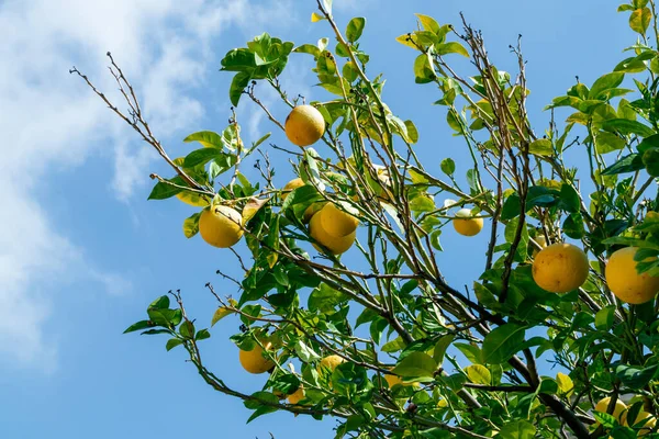 Yellow grapefruit on a tree branch with green leaves, blue sky in the background.