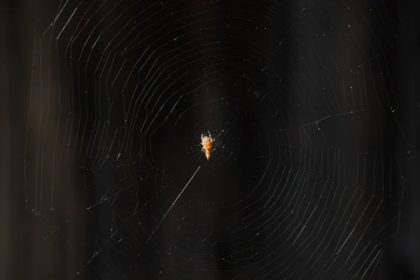 Cobweb Auf Dunklem Hintergrund Spinnennetz Beleuchtet Durch Sonnenlicht Auf Dunkelschwarzem — Stockfoto