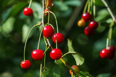Dalda kırmızı kirazlar var. Bahçede kırmızı, doğal kirazlar yetişiyor. Kiraz ağacında kiraz.