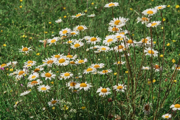 Rumiankowe Stokrotki Pole Kwiatów Rumianku Rumianek Przyrodzie — Zdjęcie stockowe