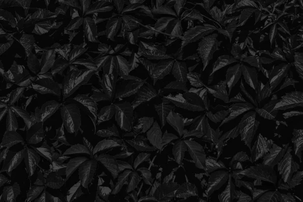 Abstrakter Schwarzer Hintergrund Aus Der Textur Schwarzer Pflanzenblätter — Stockfoto