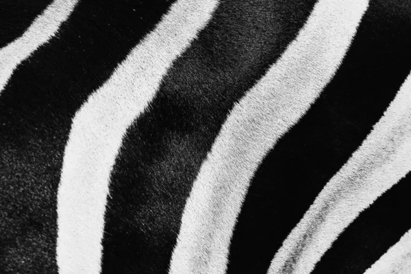 stock image Zebra background. Real zebra skin pattern close-up. Natural black and white striped zebra texture.