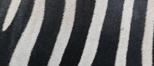 Zebra background. Natural striped zebra texture banner, close up of real zebra skin pattern.