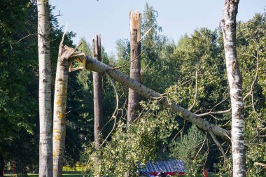 Fırtına sırasında kırılan ağaçlar, fırtınanın etkileri....