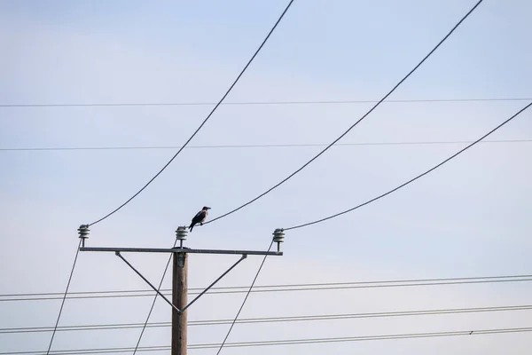 Electric wires and electric pole. A crow sits on power lines.