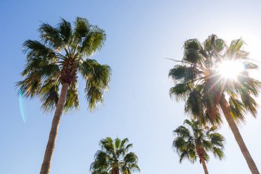Alttan büyük palmiye ağaçlarının tropik yaz manzarası. Güneş palmiye ağacından, güneş ışınlarından ve güneşin yansımalarından parlıyor..