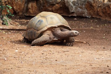 Büyük bir kaplumbağa yakın çekimi. Kumda yürüyen bir kaplumbağa. Aldabra devi kaplumbağalar endemik türler.