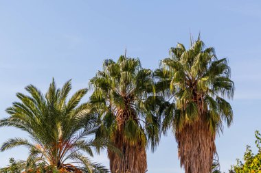 Mavi arka planda üç büyük palmiye ağacı. Kısa ve uzun avuç içleri, uzunluklarına göre sıralanmış..