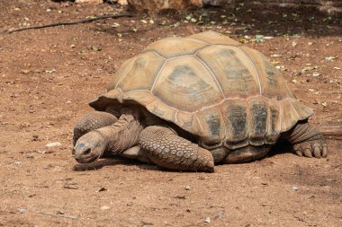 Büyük bir kaplumbağa. Dev bir kaplumbağa kumlu zeminde yürüyor..