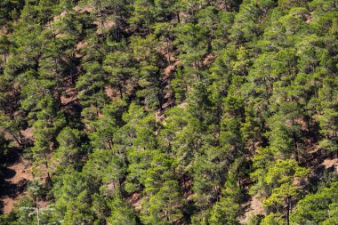 Çam ormanı manzarası. Dağlarda küçük çam ağaçları olan orman manzarası.