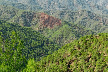 Dağ manzarası. Dağlık bir bölgede, yemyeşil bir çam ormanının manzarası.