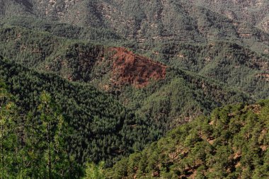 Dağ ormanı manzarası. Dağlık bir bölgedeki yeşil çam ormanlarının manzarası.