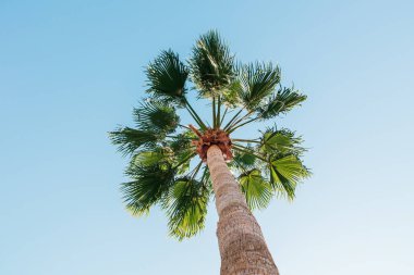 Palmiye ağacı. Arka planda açık mavi gökyüzü olan uzun bir palmiye ağacının alt görünümü.