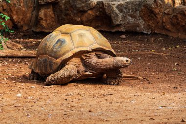 Büyük kaplumbağa. Aldabra dev kaplumbağasının ön görüntüsü..