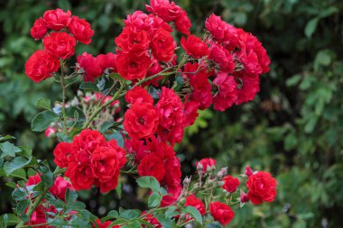 Yeşil arka planda kırmızı güller. Bir çalı gülü çalısı.