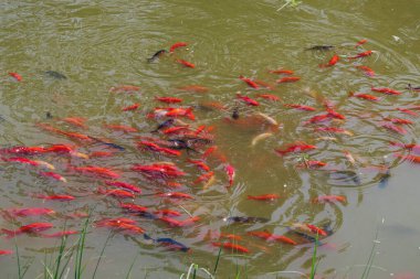 Gölette yüzen renkli koi balığı. Bulanık suda bir grup sazan balığı..