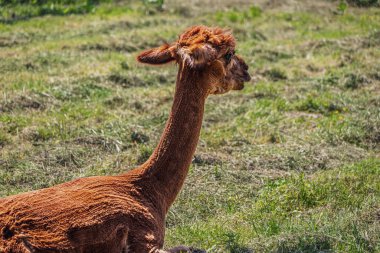 Shorn alpaka otların üzerinde dinleniyor. Alpaca çiftliği, yün üretimi.
