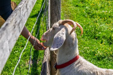 Kıvrımlı boynuzları ve kırmızı yakalı beyaz bir keçi tel örgülerden elle besleniyor. Sahne güneşli bir günde çekilmiş. Arka planda yemyeşil çimenler var..