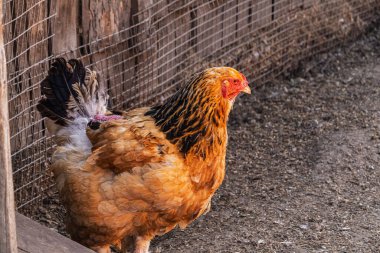 Çiftlikteki bir tavuğun yakın çekimi. Tüyleri tavuğun sırtından alınmış..