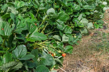 Çilek fideleri yakın plan. Çilek yetiştirir, olgunlaşır..
