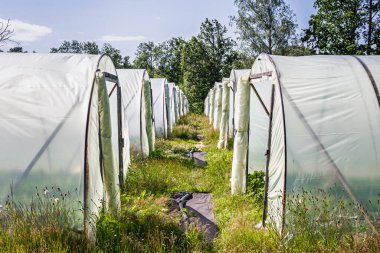 Sera sulama sisteminin bir parçası olan siyah plastik boruları gösteren sera sıraları arasındaki yol.