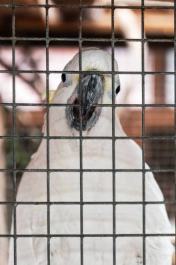Kafeste kapana kısılmış beyaz bir papağan. Metal parmaklıklar ardındaki papağanın görüntüsü.