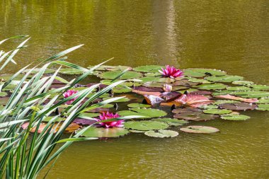Çiçekli nilüferli gölet. Göldeki nilüferlerin güzel doğal manzarası.