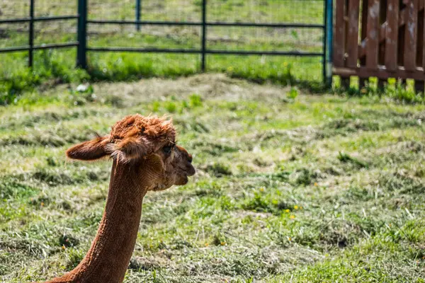 Bir çiftlikteki bulanık yeşil çimen arka planında kısa bir alpaka yakın plan.