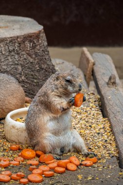 Çayır köpeği otururken havuç yiyor..