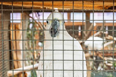 Kafesinin parmaklıklarına yapışan beyaz papağan..