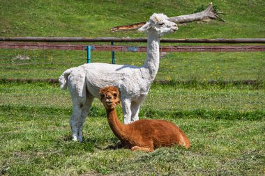 Bir çiftlikte iki alpaka. Çayırdaki beyaz ve kahverengi alpaka manzarası.