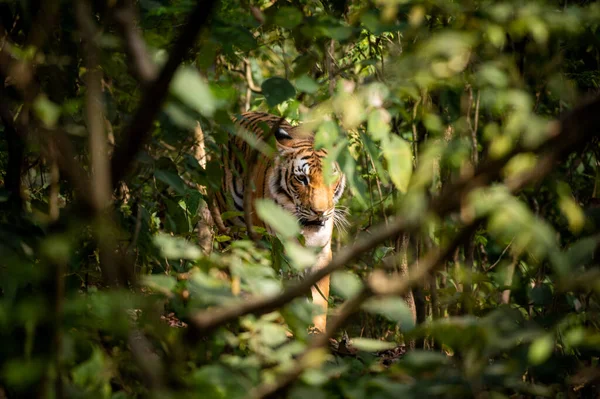 stock image tiger in the jungle