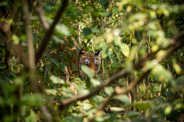 ジャングルの虎 — ストック写真