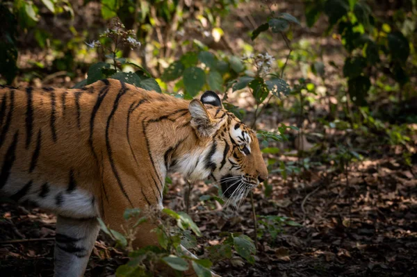 Tygrys Dżungli — Zdjęcie stockowe