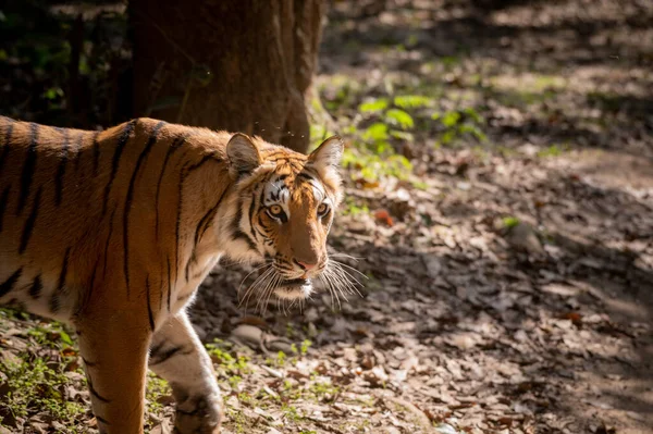 Тигр Джунглях — стоковое фото