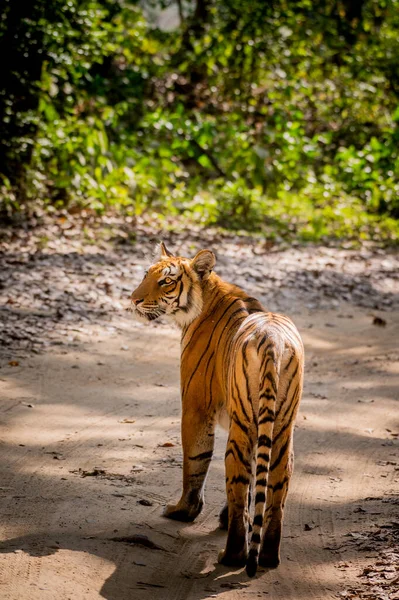 Tigre Dans Jungle — Photo