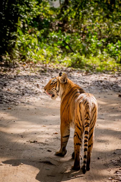 Tygr Džungli — Stock fotografie