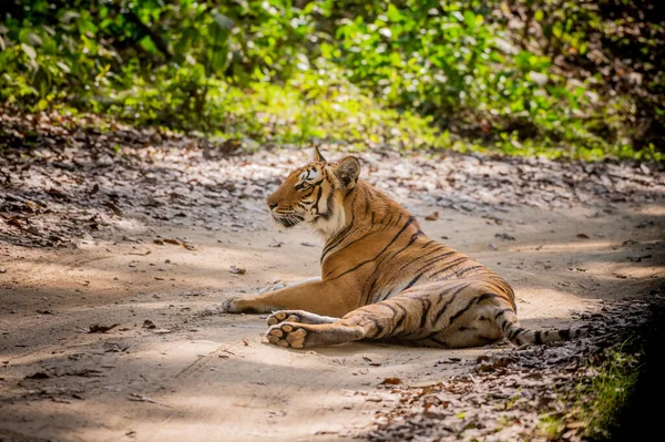 Tiger Dschungel — Stockfoto