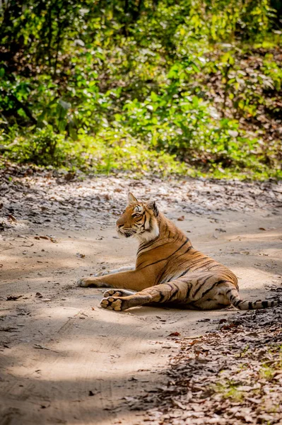 Tigre Nella Giungla — Foto Stock