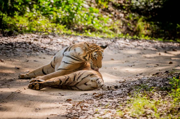Tigre Selva — Fotografia de Stock