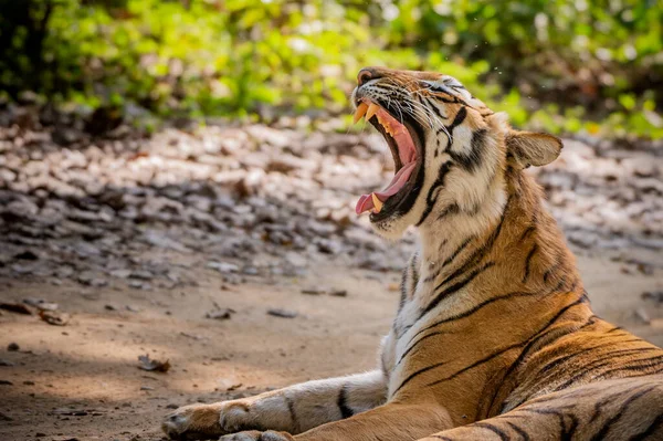 stock image tiger in the jungle